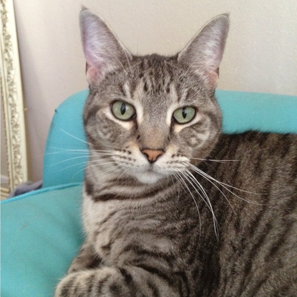 Meet your Posher, Cassie - Picture 5 of 15